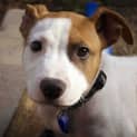 Photo of Robbie ~ Bull Arab X Puppy (On Trial 9/8/17)