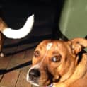 Photo of Bella ~ Staffy X Cattle Dog (On Trial 5/8/17)