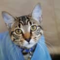 Photo of Jazz (C2898)