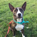 Photo of Mogwai ~ Staffy X (Adopted 27/7/17)