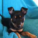 Photo of Sheba *Adoption Pending*