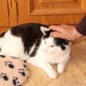 Photo of Maui **2nd Chance Cat Rescue**