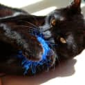 Photo of Cinders