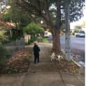 Photo of Wally ~ Chihuahua X Cavalier (On Trial 10/7/2017)