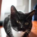 Photo of Beau (Located In Brunswick West)