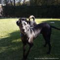 Photo of Jj ~ Great Dane X, 18 Mo Male (On Trial 9/7/17)