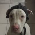 Photo of Willow