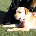 Photo of Ned ~ Labrador X (On Trial 18/7/2017)