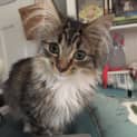 Photo of Astoria (Meet Me At Petstock   Eltham)