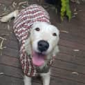 Photo of Hiccup 