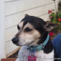 Photo of Christa ~ Fox Terrier, 6yo, Girl (Trial 16/7/17)