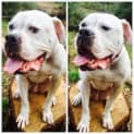 Photo of Cole 2 Yo American Bulldog