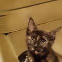 Photo of Evanna *2nd Chance Cat Rescue*