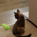 Photo of Evanna *2nd Chance Cat Rescue*