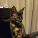 Photo of Evanna *2nd Chance Cat Rescue*