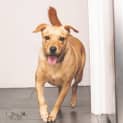 Photo of Scooby