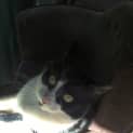 Photo of Dominic