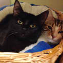 Photo of Scarlett (Located In Camberwell)