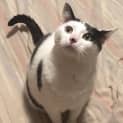 Photo of Moo (Located In Coburg)