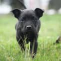Photo of Cooper