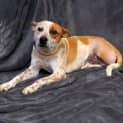Photo of Hector