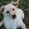 Photo of Bodhi ~ Lab X Golden Retriever (On Trial 6/8/17)