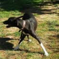 Photo of Brandy