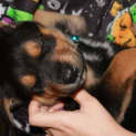 Photo of Sheldon