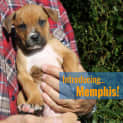 Photo of Memphis