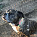 Photo of Zahlie The Bulldog