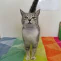 Photo of Miss Meow