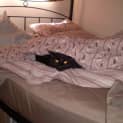 Photo of Samson (Located In Doncaster)