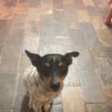 Photo of Kyzer @ Squawks West Gosford