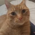 Photo of Wally (Meet Me At Paw Prints Diamond Creek)