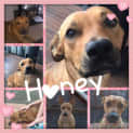 Photo of Honey