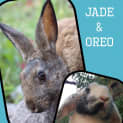 Photo of Oreo & Jade