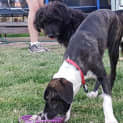 Photo of Brandy  *Only $195*