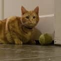 Photo of Gindah