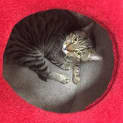 Photo of Kabuki (Meet Me At Neko Hq Preston)