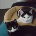 Photo of Maui **2nd Chance Cat Rescue**