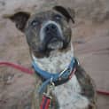 Photo of Skipper