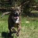 Photo of Skipper