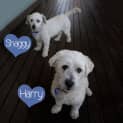 Photo of Harry ~ 7yo Maltese Boy (On Trial 23/9/17)