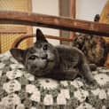 Photo of Alfie (Located In Preston)