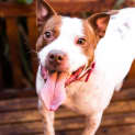 Photo of Ace