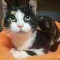 Photo of Orphan Annie
