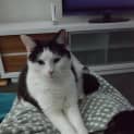 Photo of Maui **2nd Chance Cat Rescue**