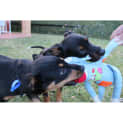 Photo of Cooper ~ Kelpie X Puppy (Adopted By Carer)