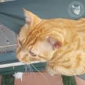 Photo of Tiger