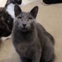 Photo of Jynx The Russian